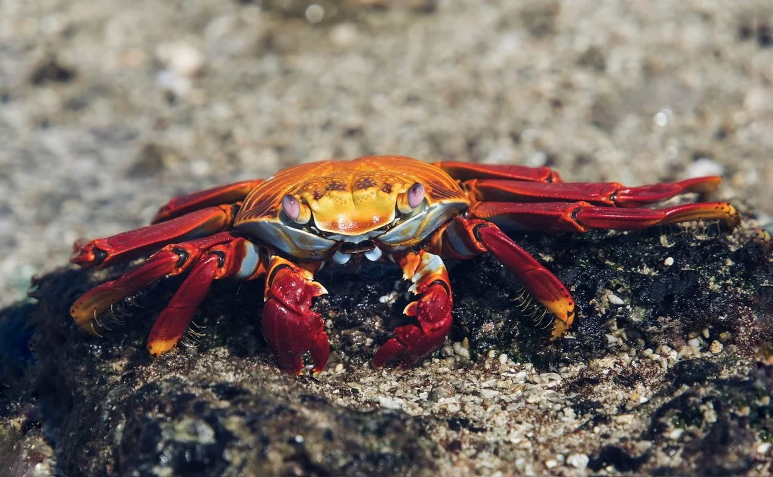 Cangrejo en Galápagos