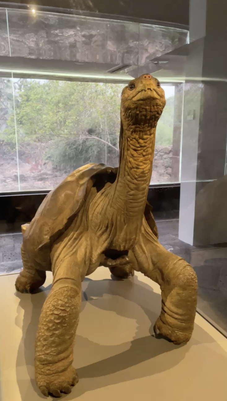 Replica del Solitario George en la estación Charles Darwin en Galápagos