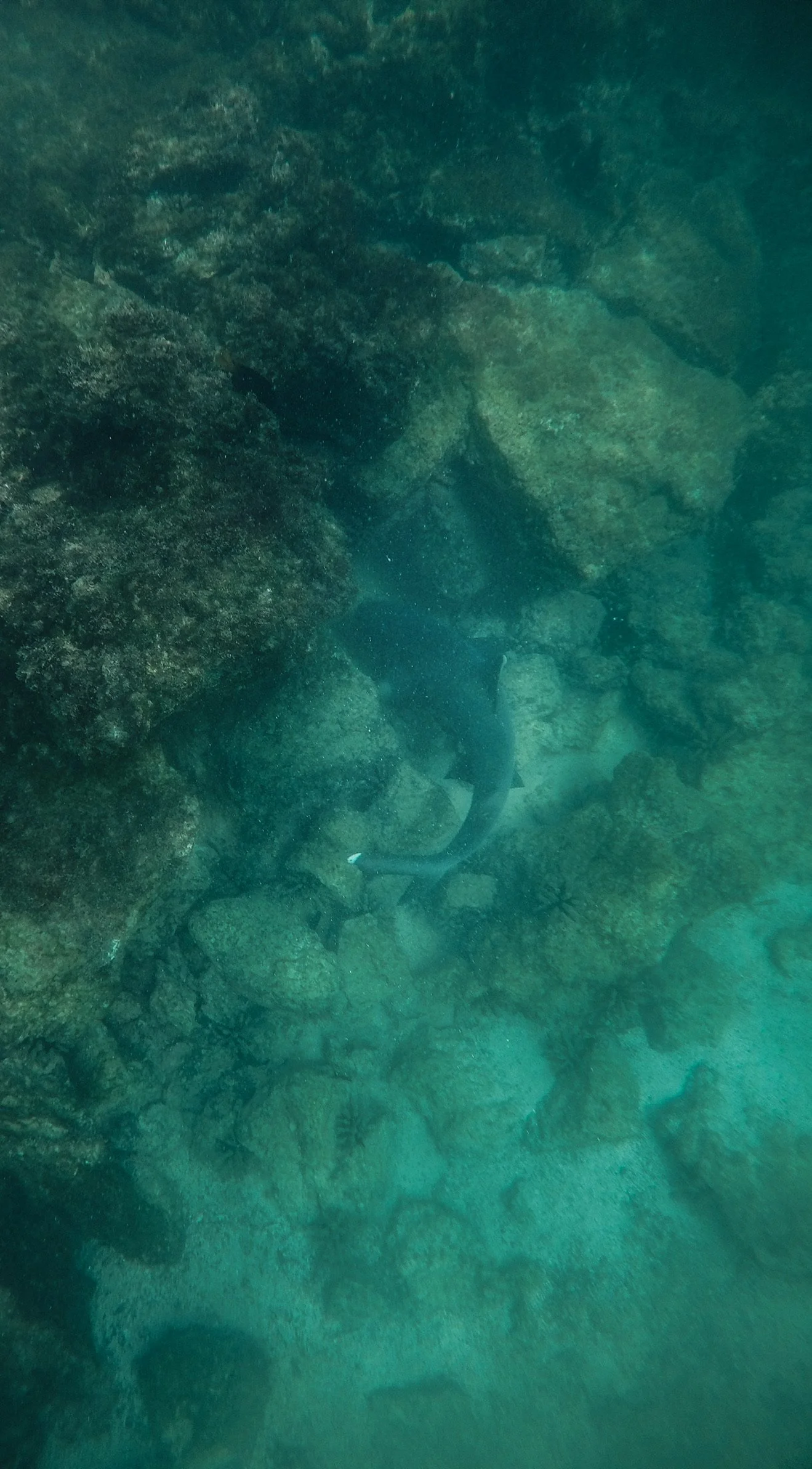 Tiburón tintorera en Galápagos
