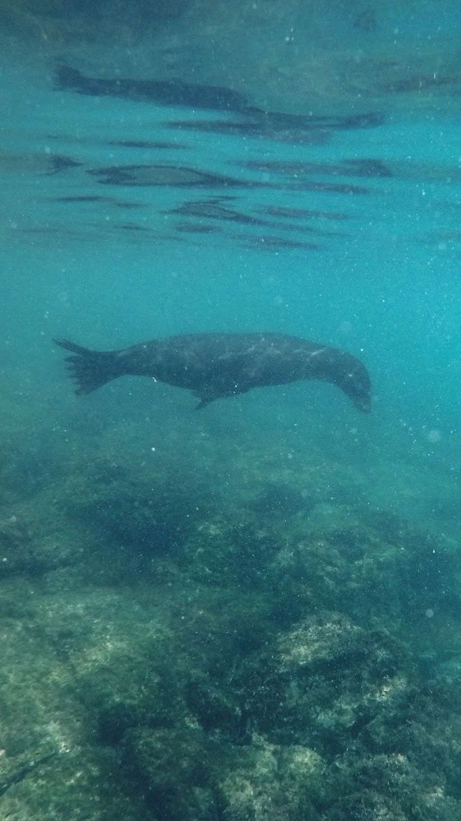 Lobo marina en Galápagos Ecuador