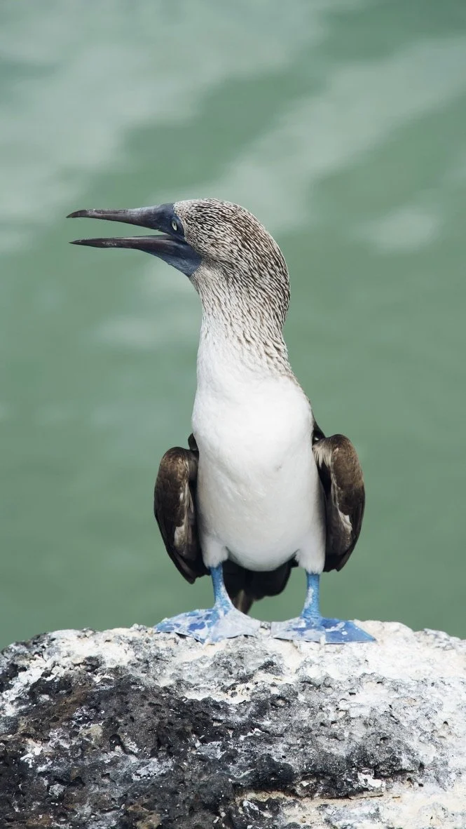 Piquero de patas azules en Galápagos