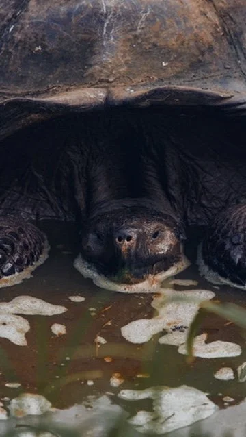 Tortuga Gigante de Galápagos