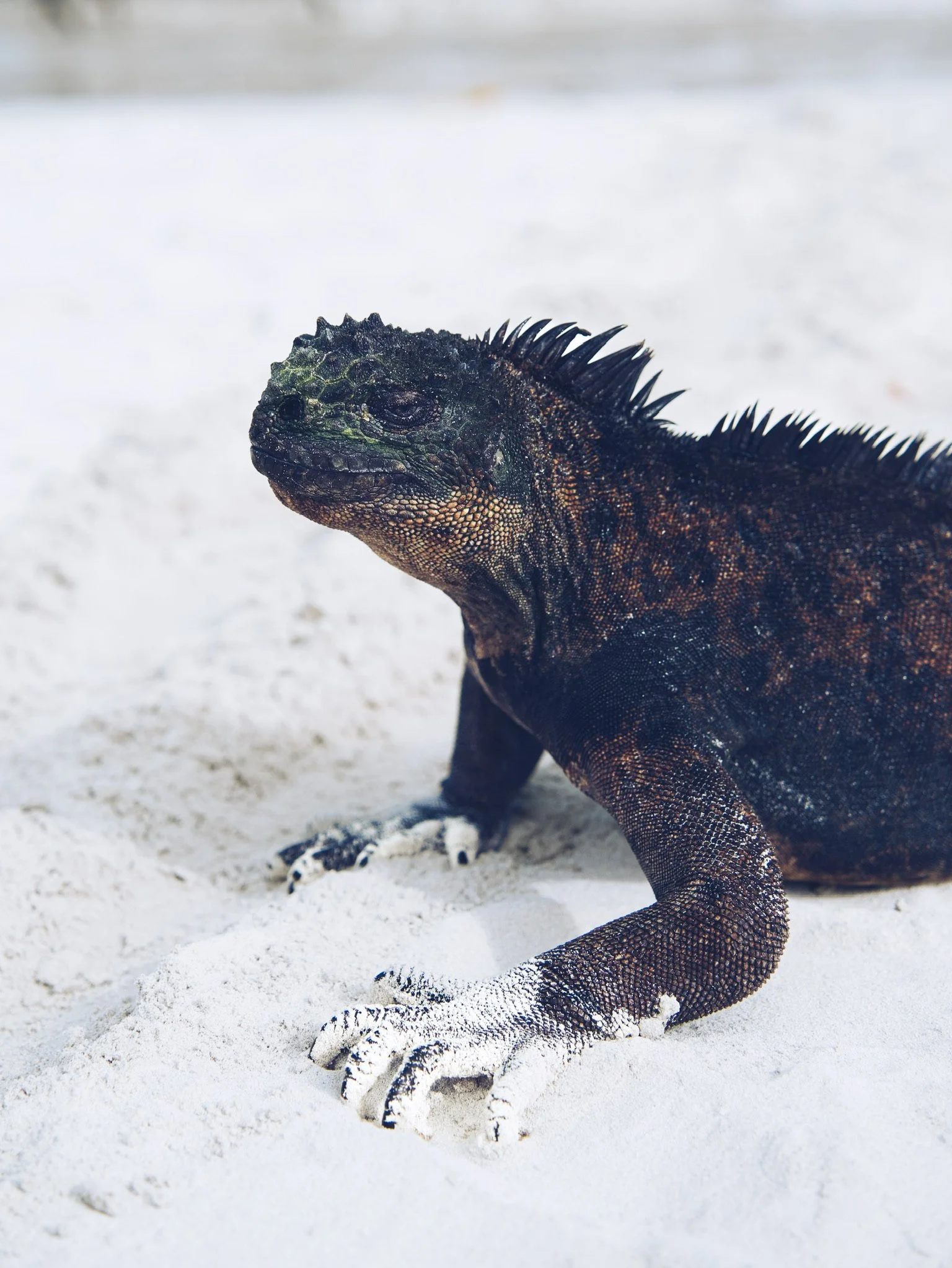 Iguana Marina en Galápagos Ecuador