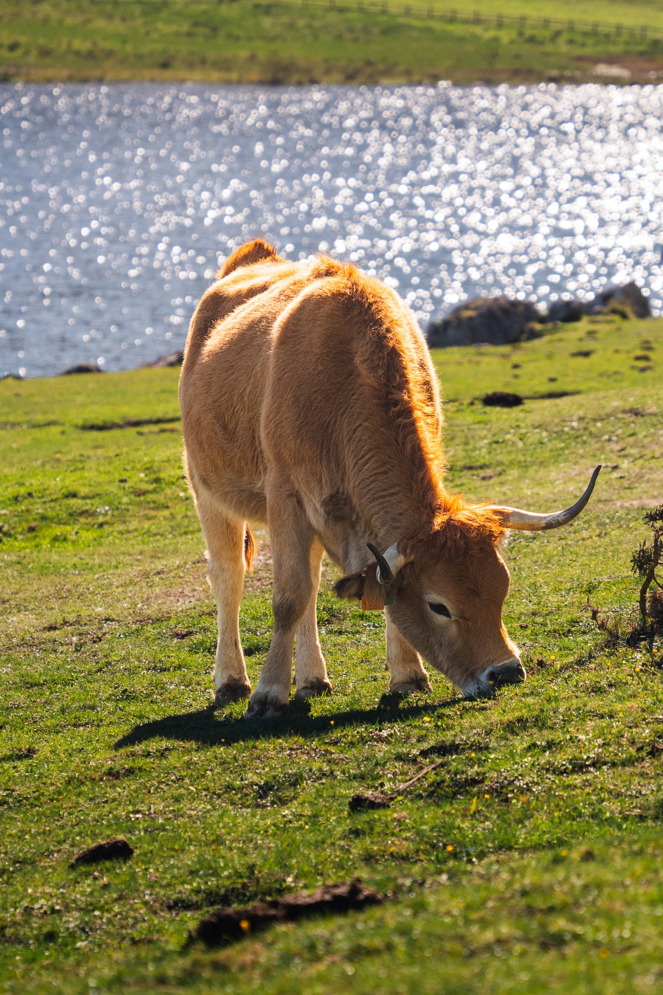 Vaca en Lagos de Covadonga