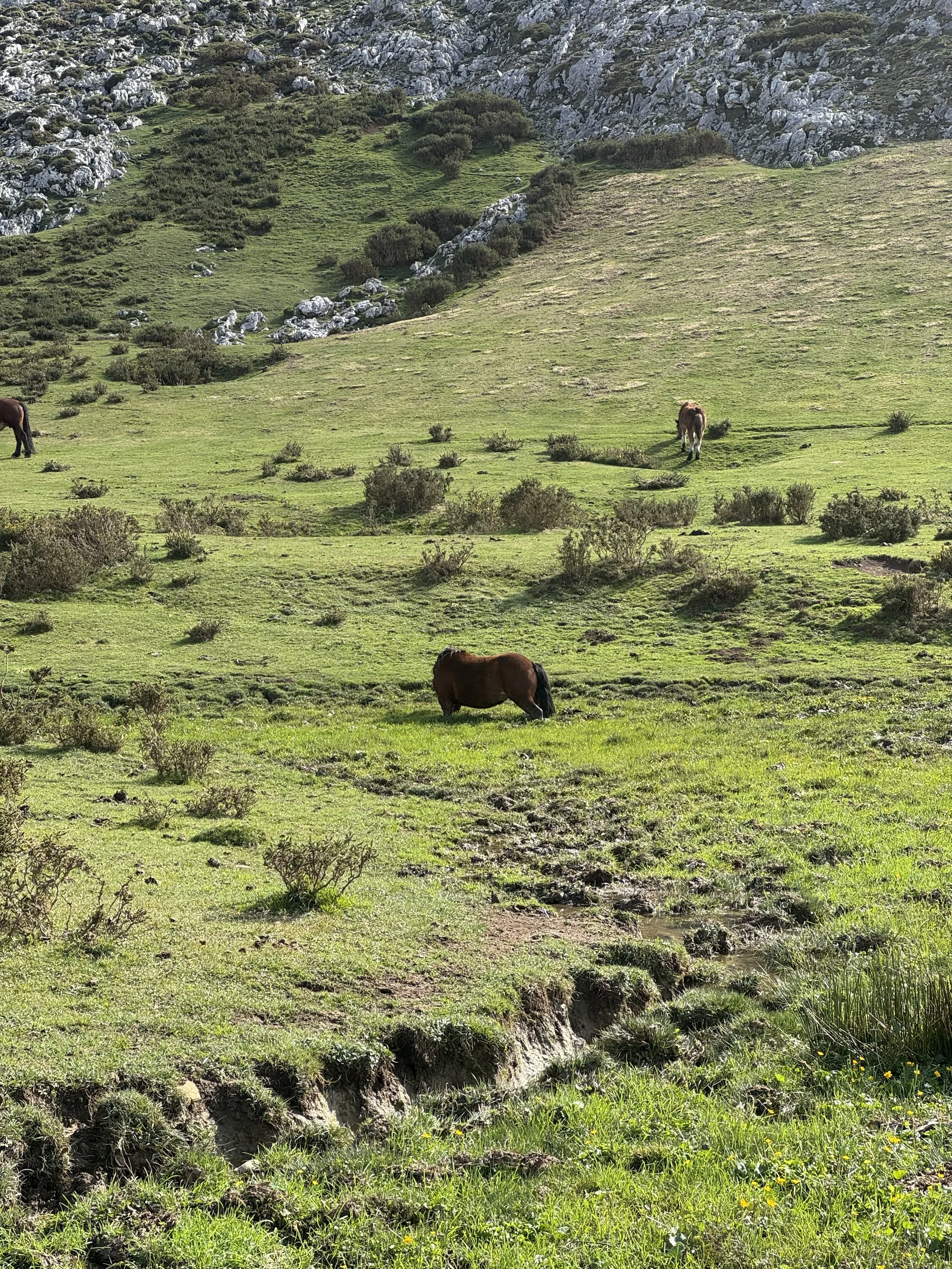 Caballo en Lagos de Covadonga