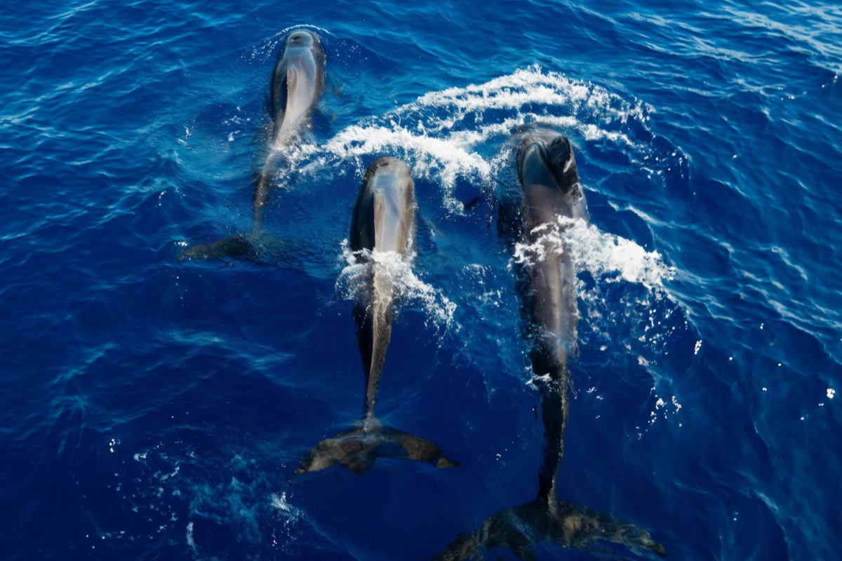 Avistamiento de Delfines en Tenerife