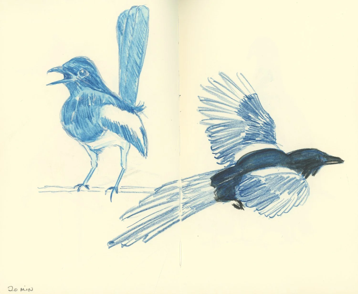 Blue pencil sketch of two birds, one on a branch with open beak and head turned to the left, the other mid-flight with wings spread, on a pale yellow background.