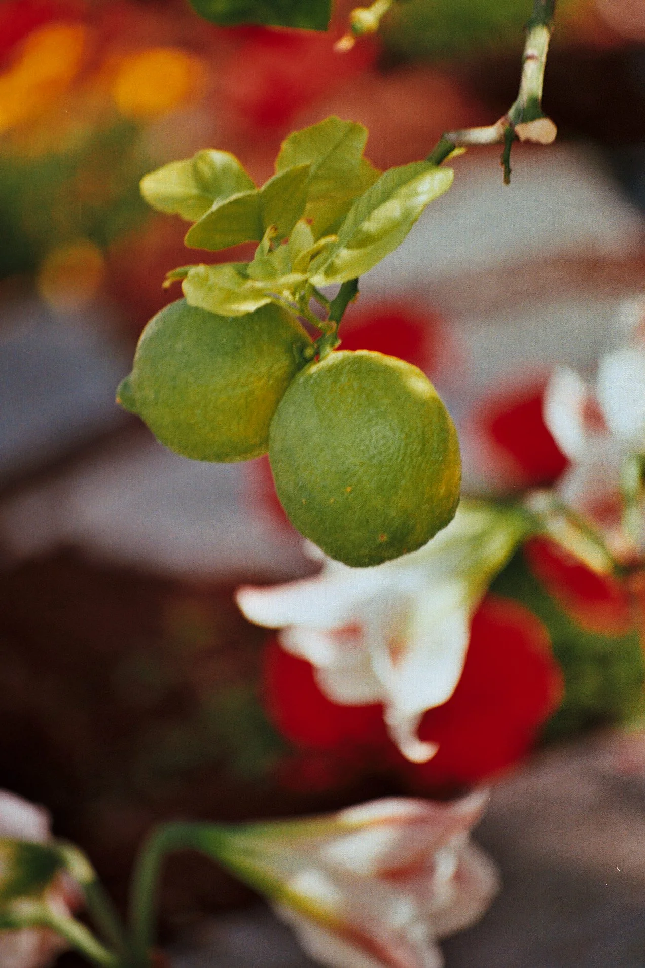 Jardin secret
