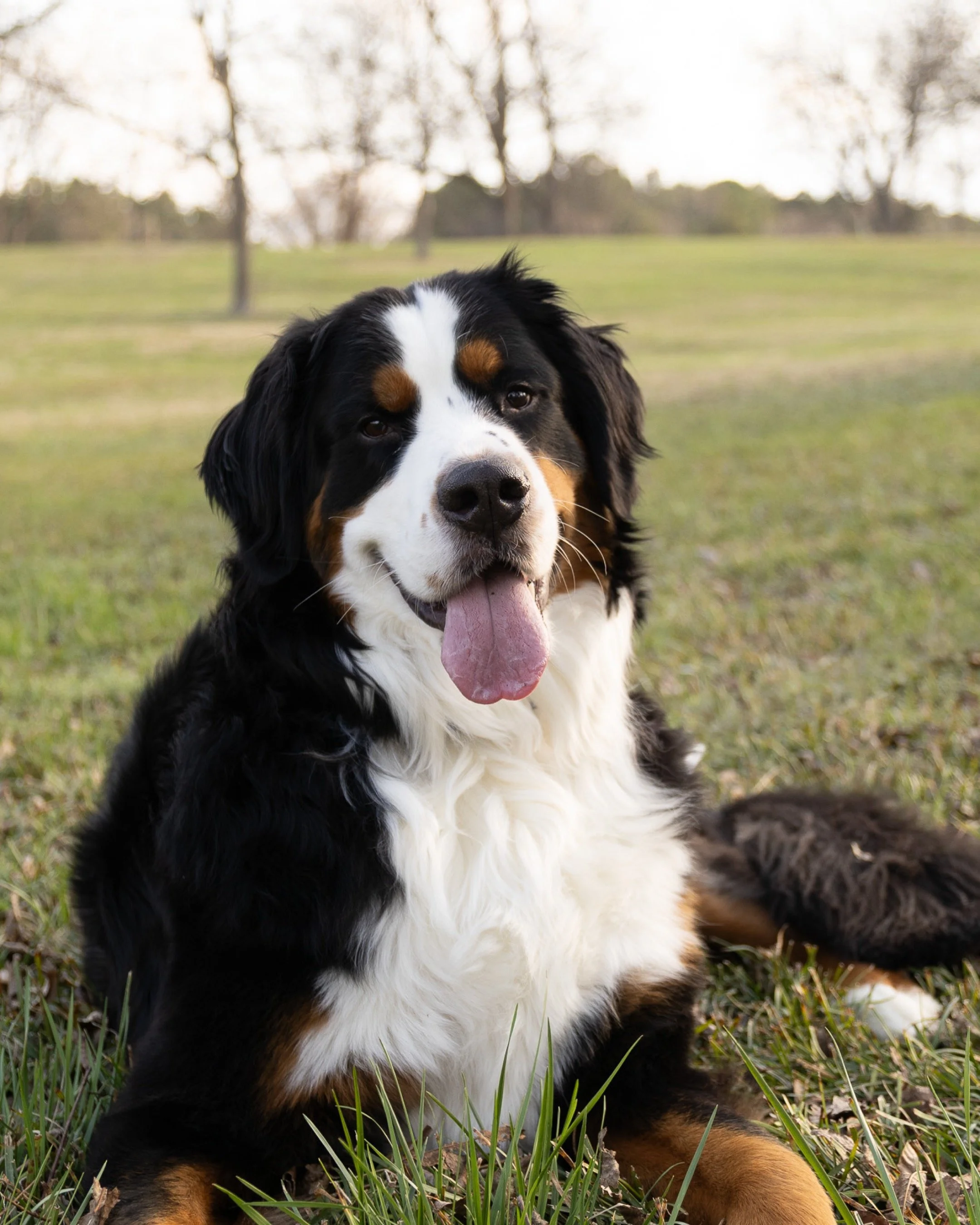 Bernese mountain dog laying in grass in a park with trees in the background, mouth open, tongue out.