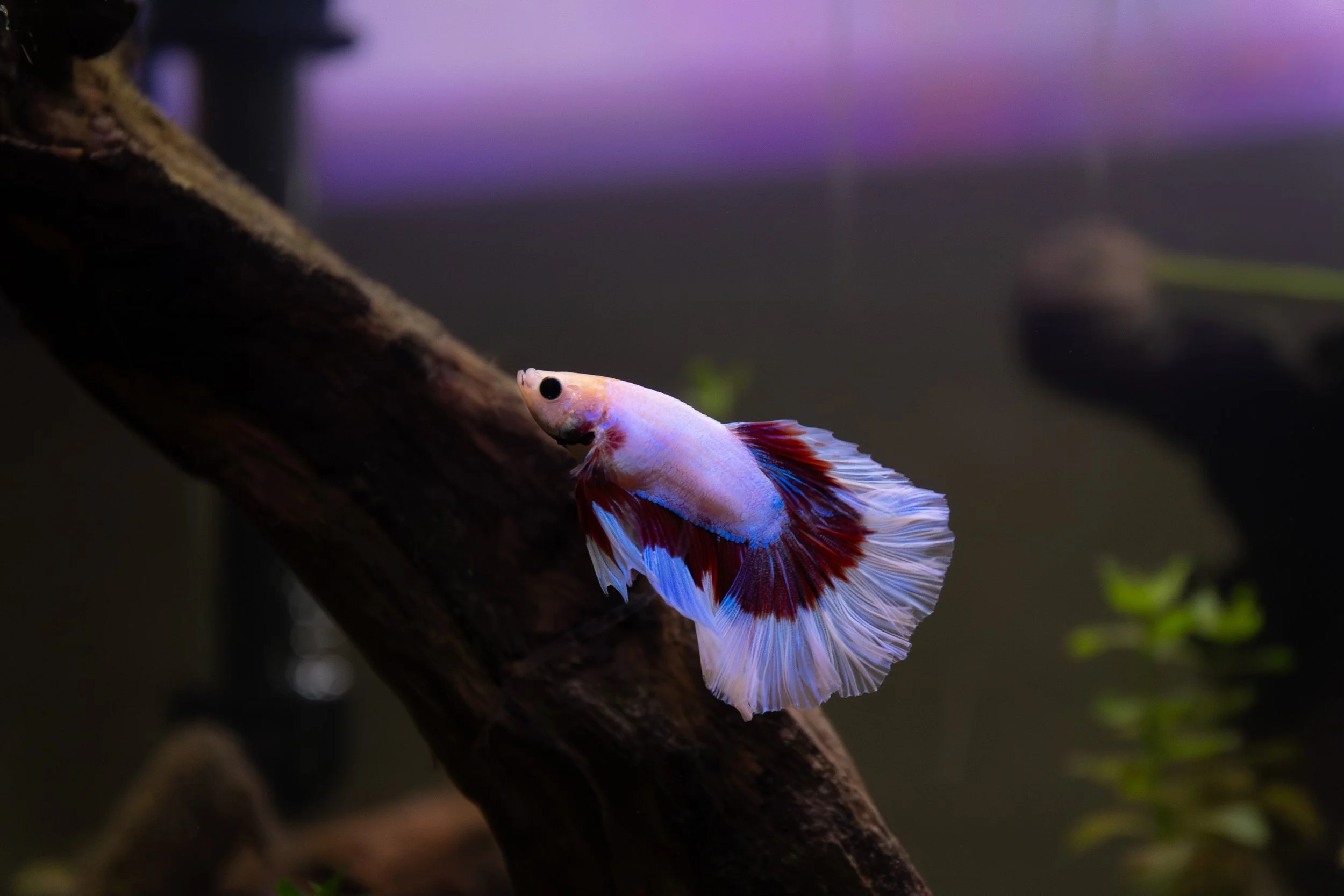 A colorful Betta fish with white, pink, red, and blue fins swimming near a dark branch in an aquarium.