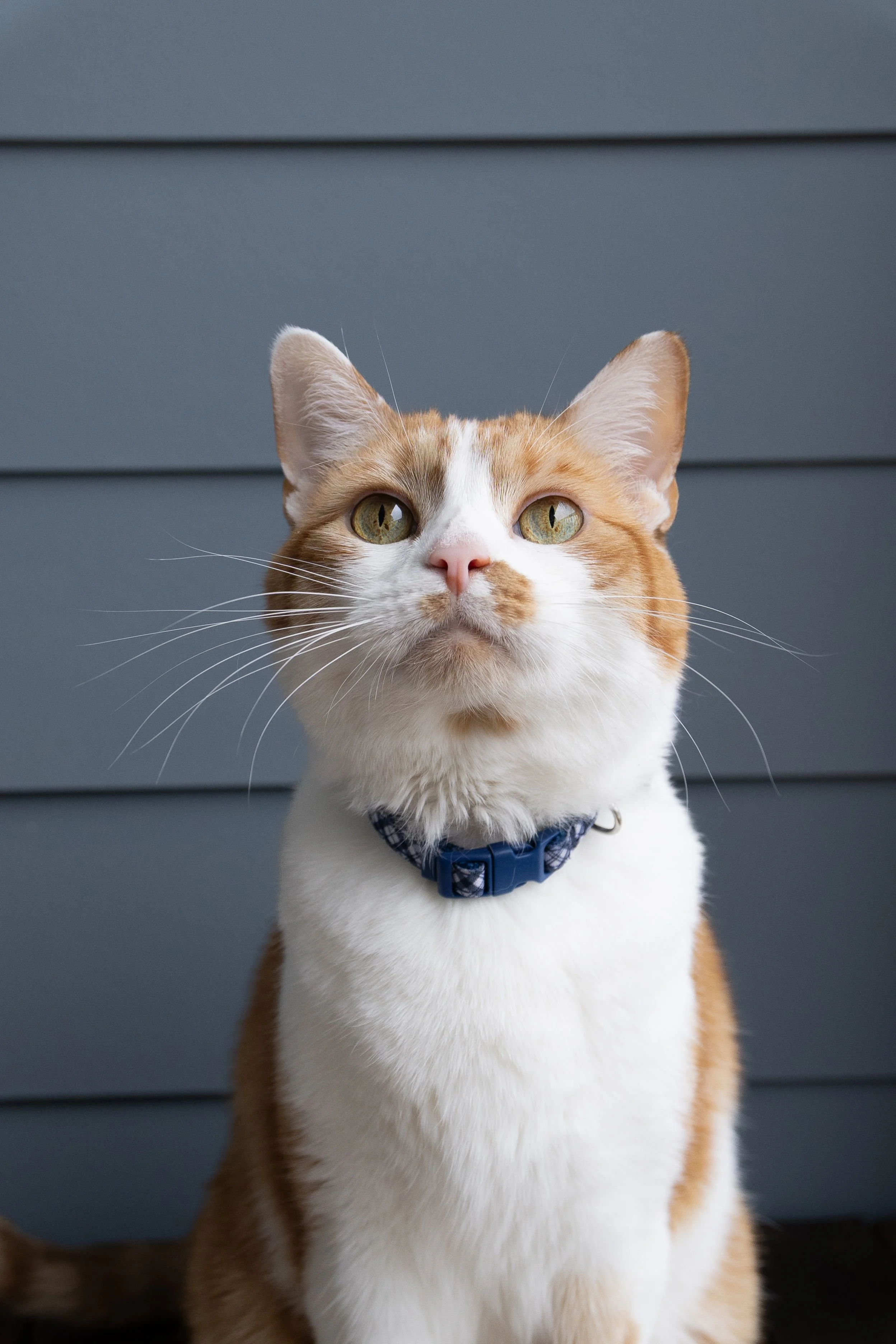 Close-up of an orange and white cat wearing a blue collar, sitting outdoors in front of a gray horizontal wooden wall.