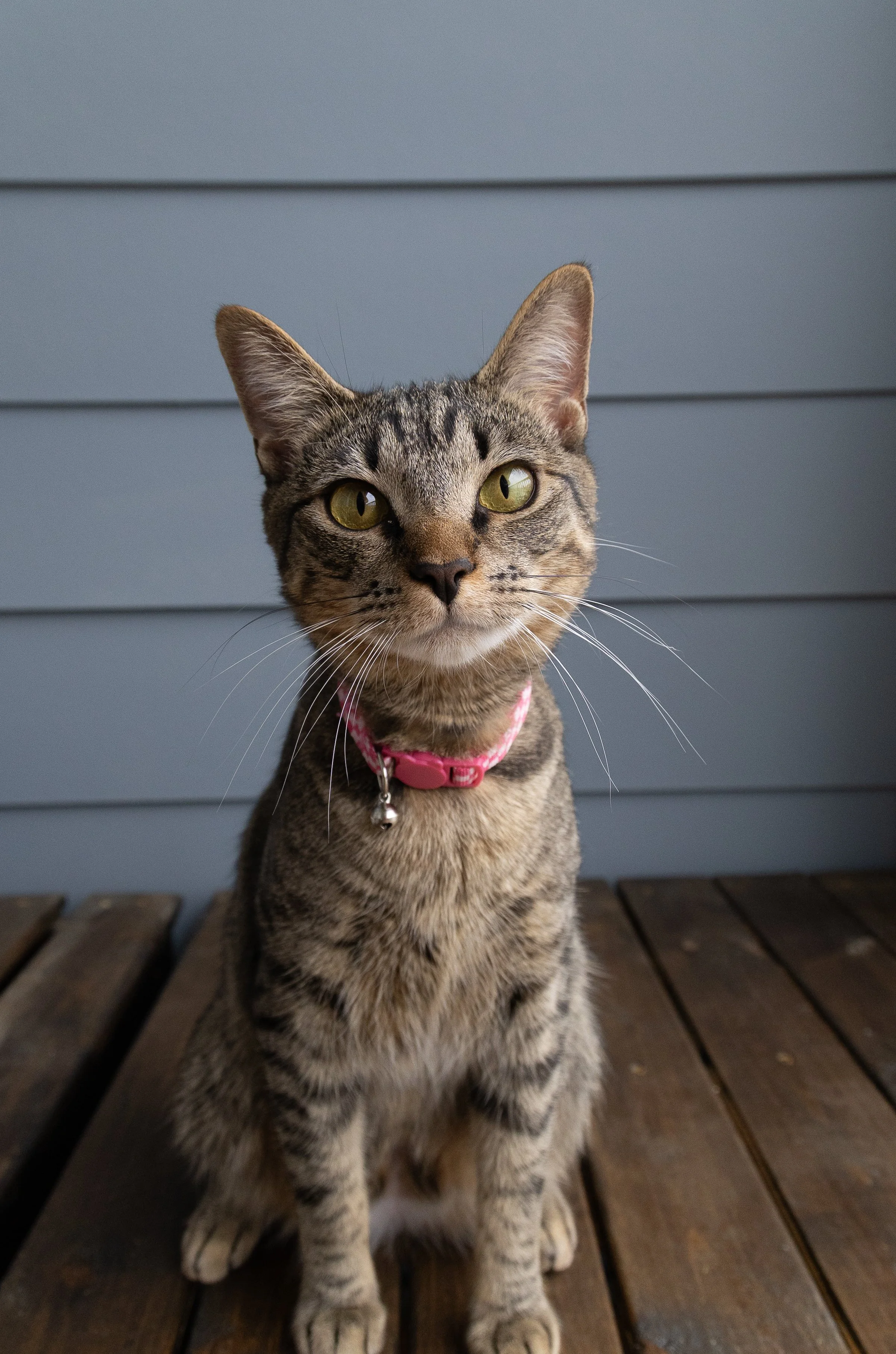 A tabby cat with green eyes and a pink collar sitting on a wooden deck in front of a gray wall.
