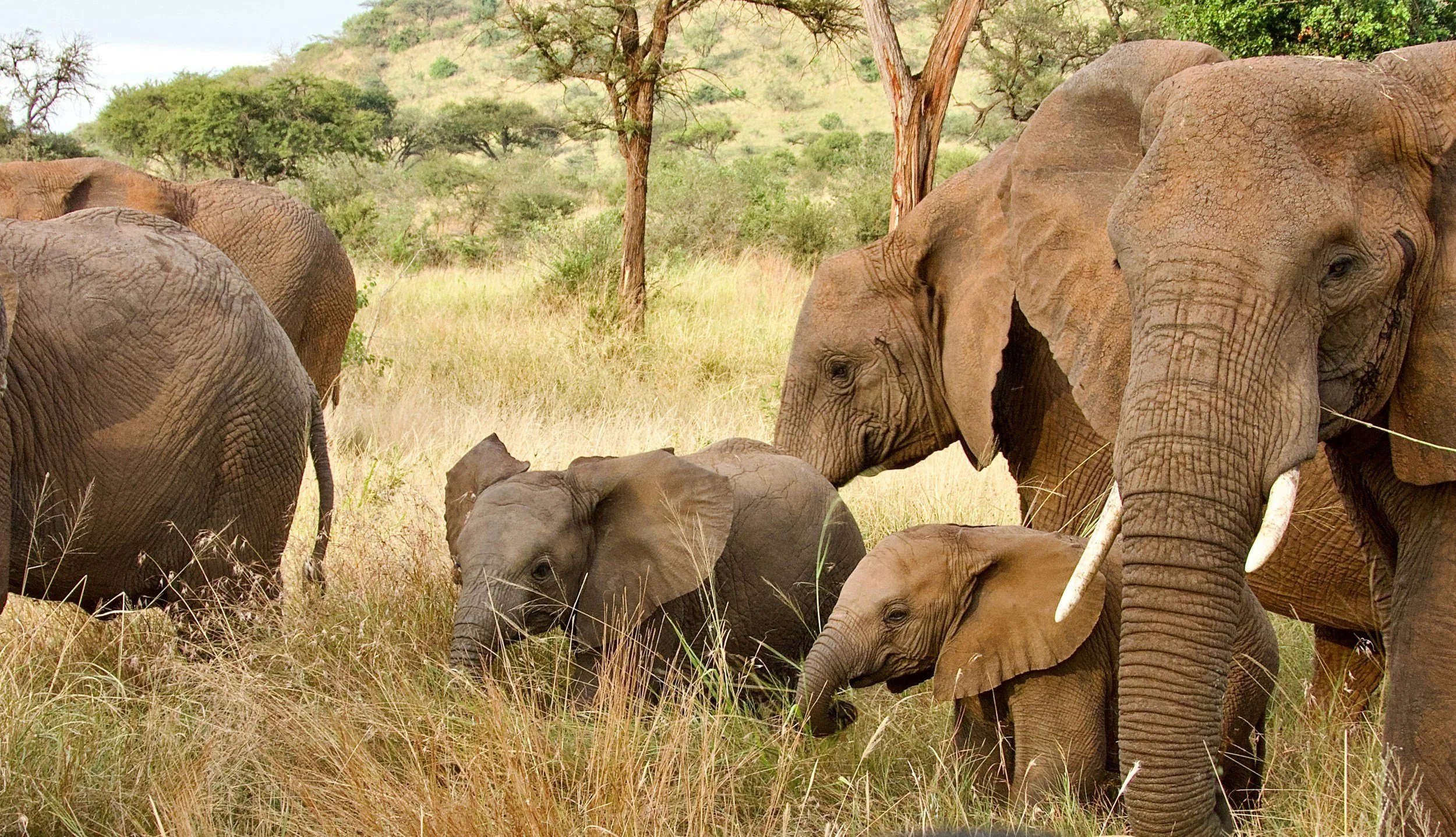 When Is the Best Time to Go on a Tanzania Safari?