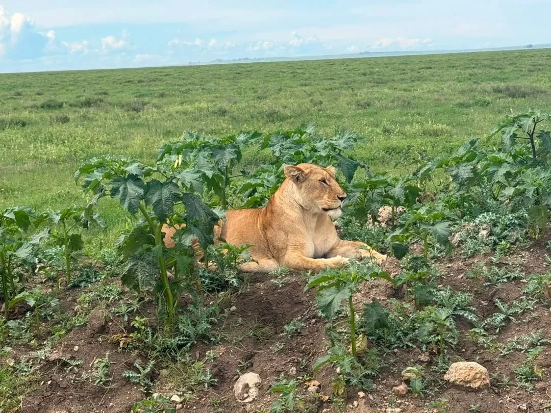 Why Tanzania Should Be Your Next Adventure