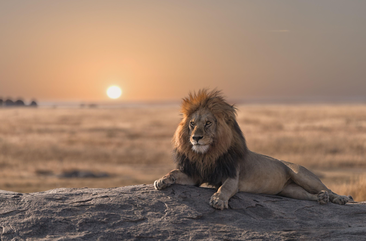 What Does It Feel Like to Stand in the Serengeti?
