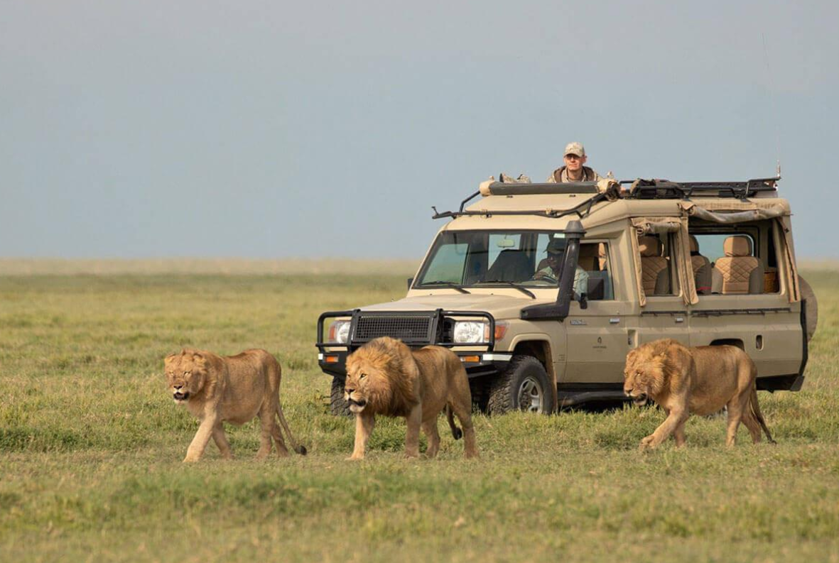 Is a Tanzania Safari Worth the Money?