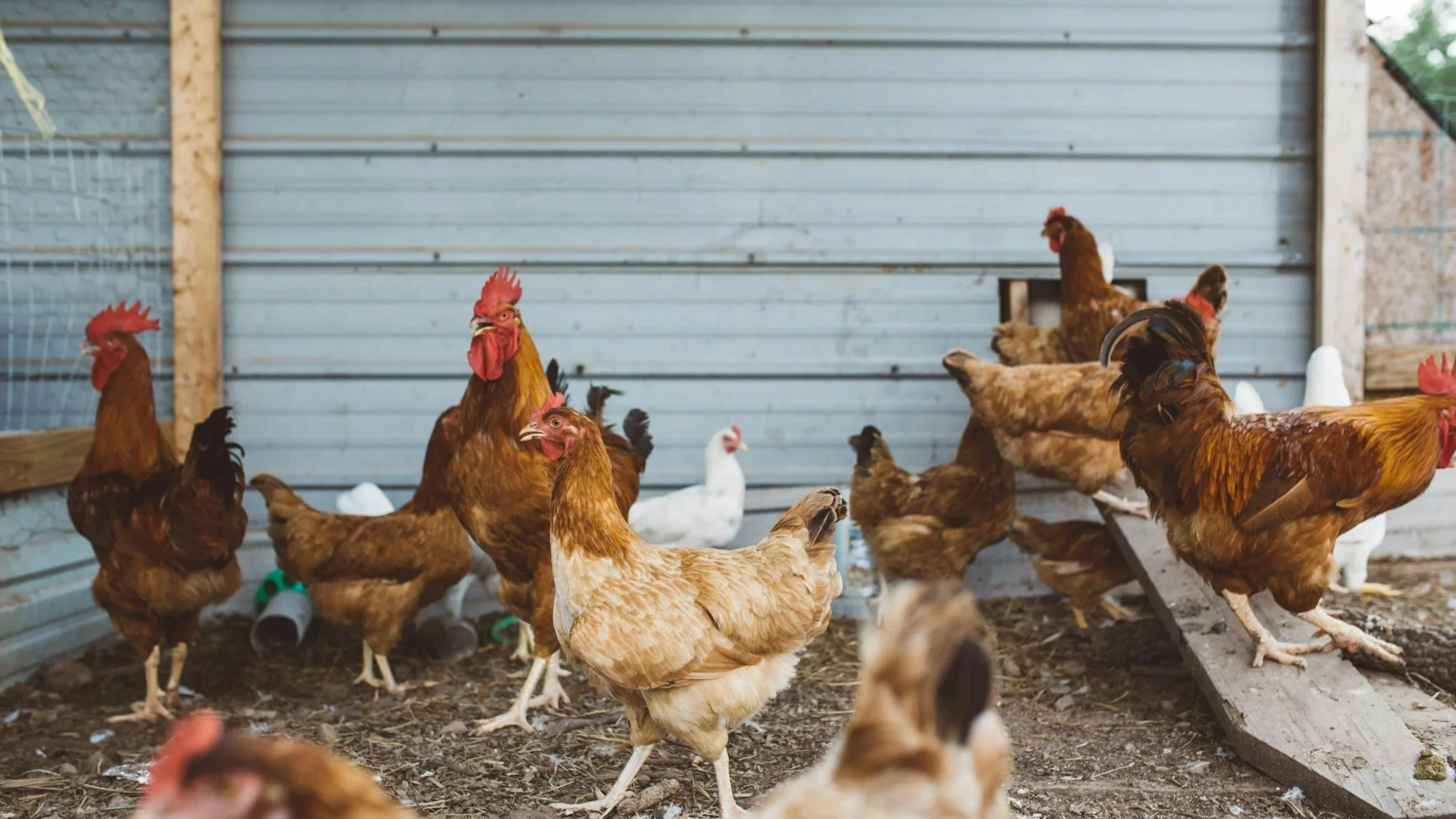 Inside a chicken coop, several brown and white chickens are walking on dirt floor, with some pecking and others looking around. In the background, the coop has a gray metal wall and wooden supports.