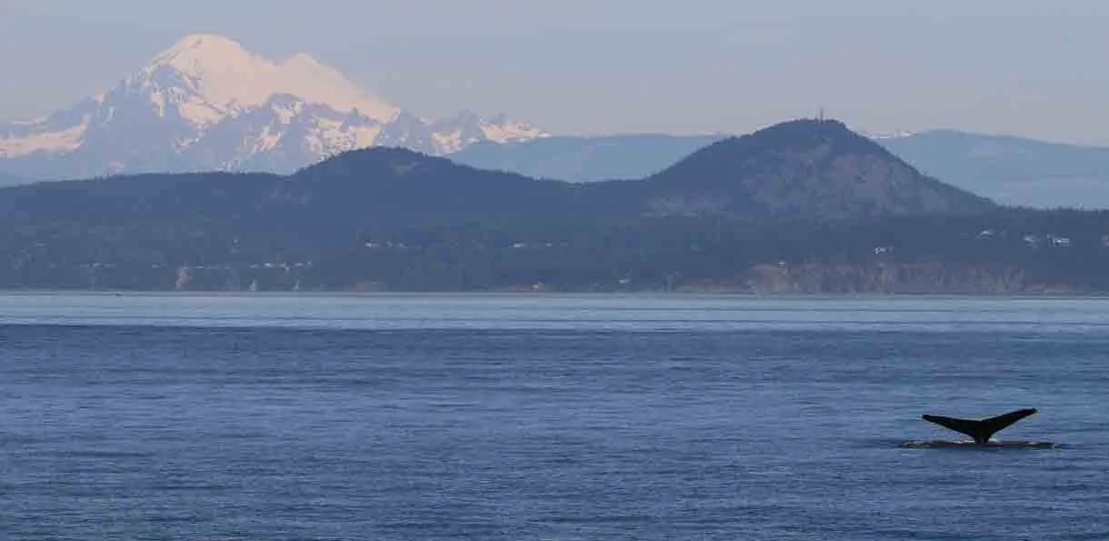 A whale's tail emerging from the water with mountains, including a snow-capped peak, in the background.