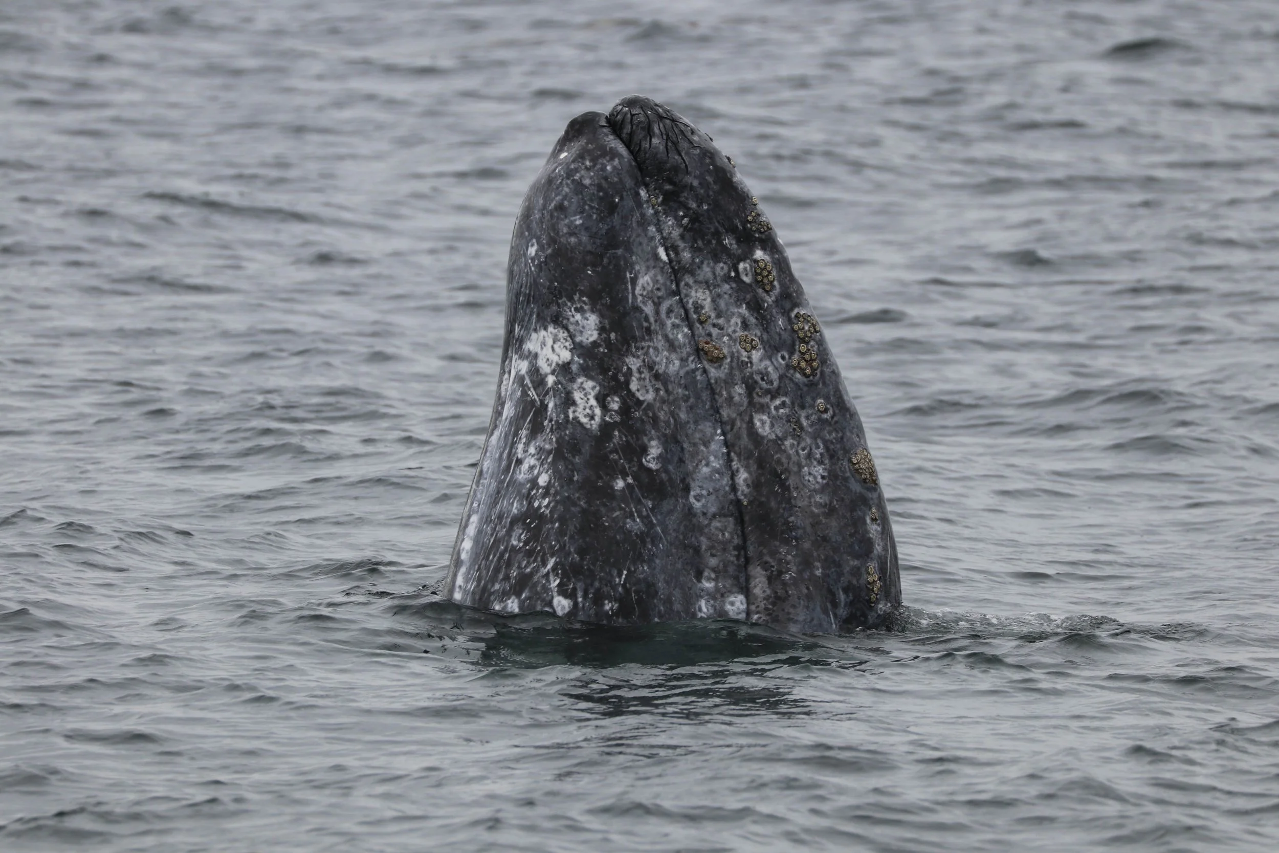 A large whale, possibly a humpback, breaches the surface of the ocean with its head and part of its back visible above the water.