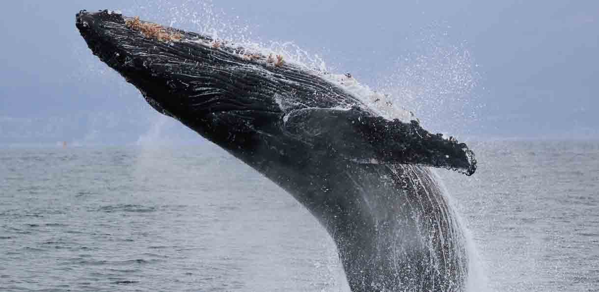 A humpback whale breaching out of the water.