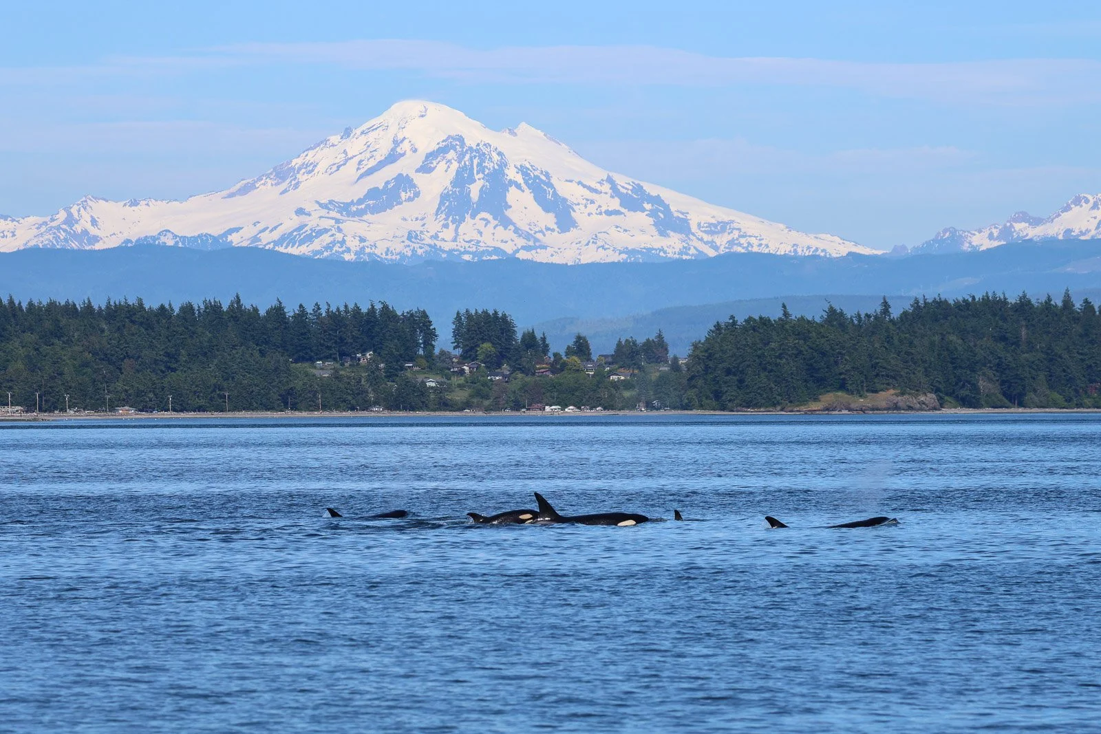 Orcas swimming in the water with Mount Rainier snow-capped mountain in the background.