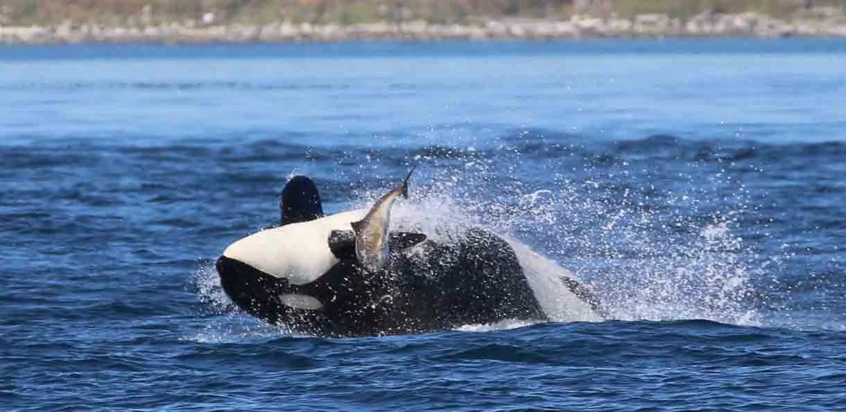 An orca whale breaching out of the water with a fish in its mouth