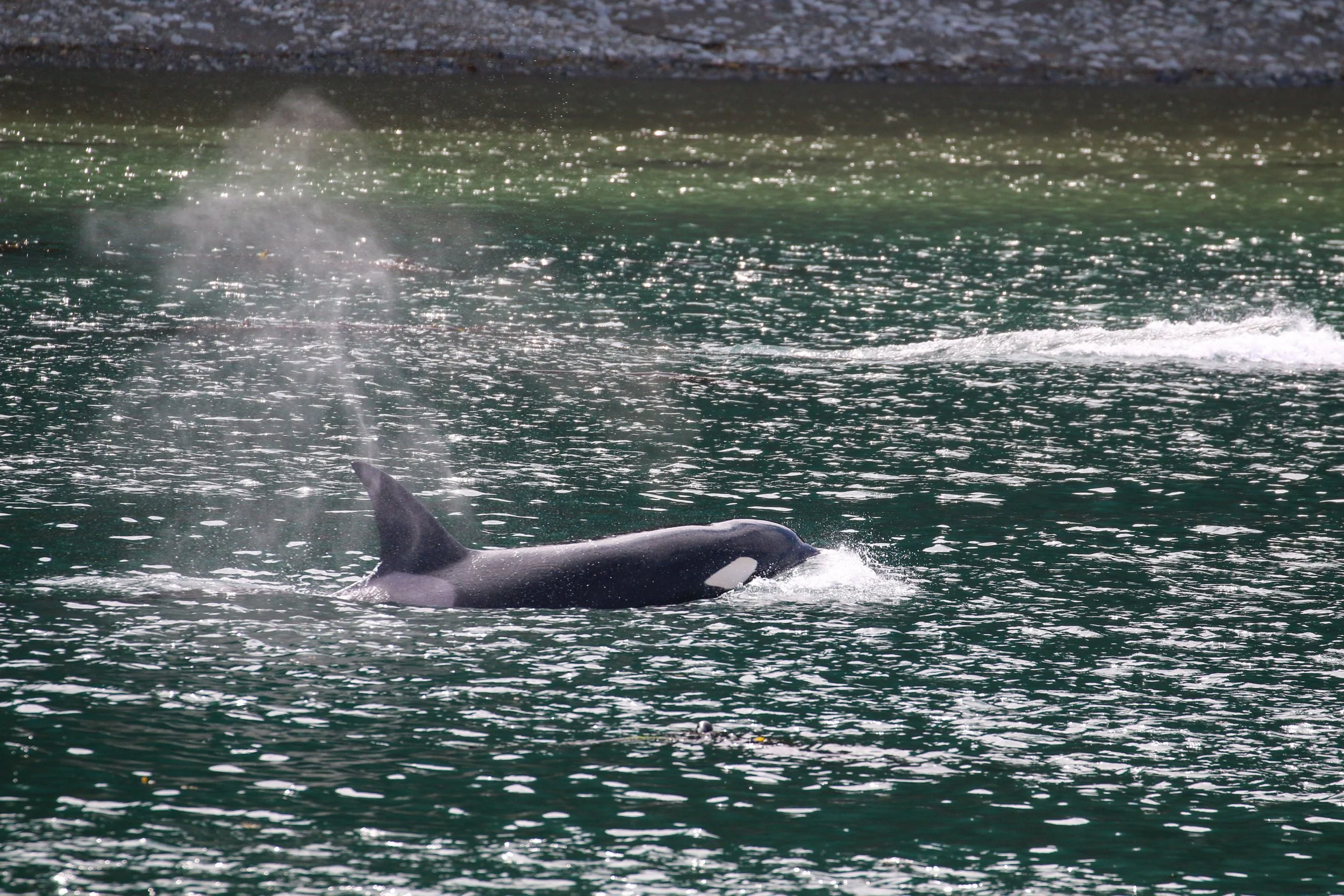A dolphin swimming in the ocean with its dorsal fin visible above the water and water splashing around.