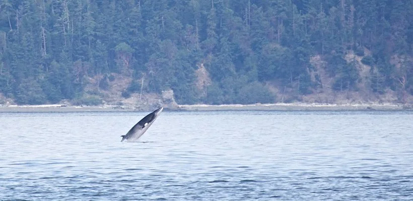 A minke whale jumping out of the water in the sea with a forested shoreline in the background.