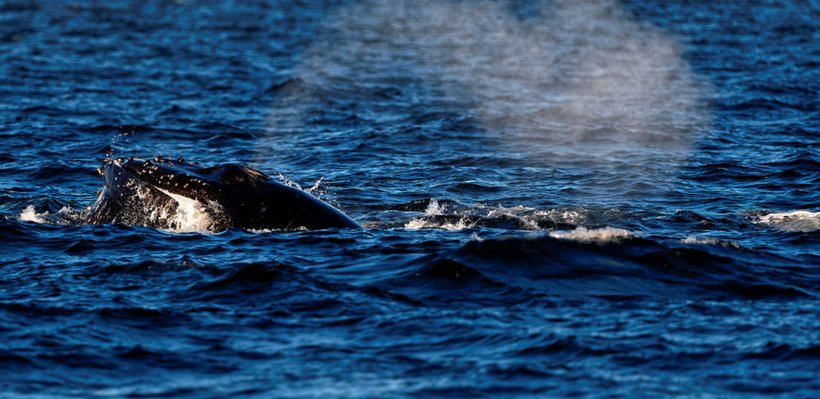 A whale breaches the ocean surface with water spray.