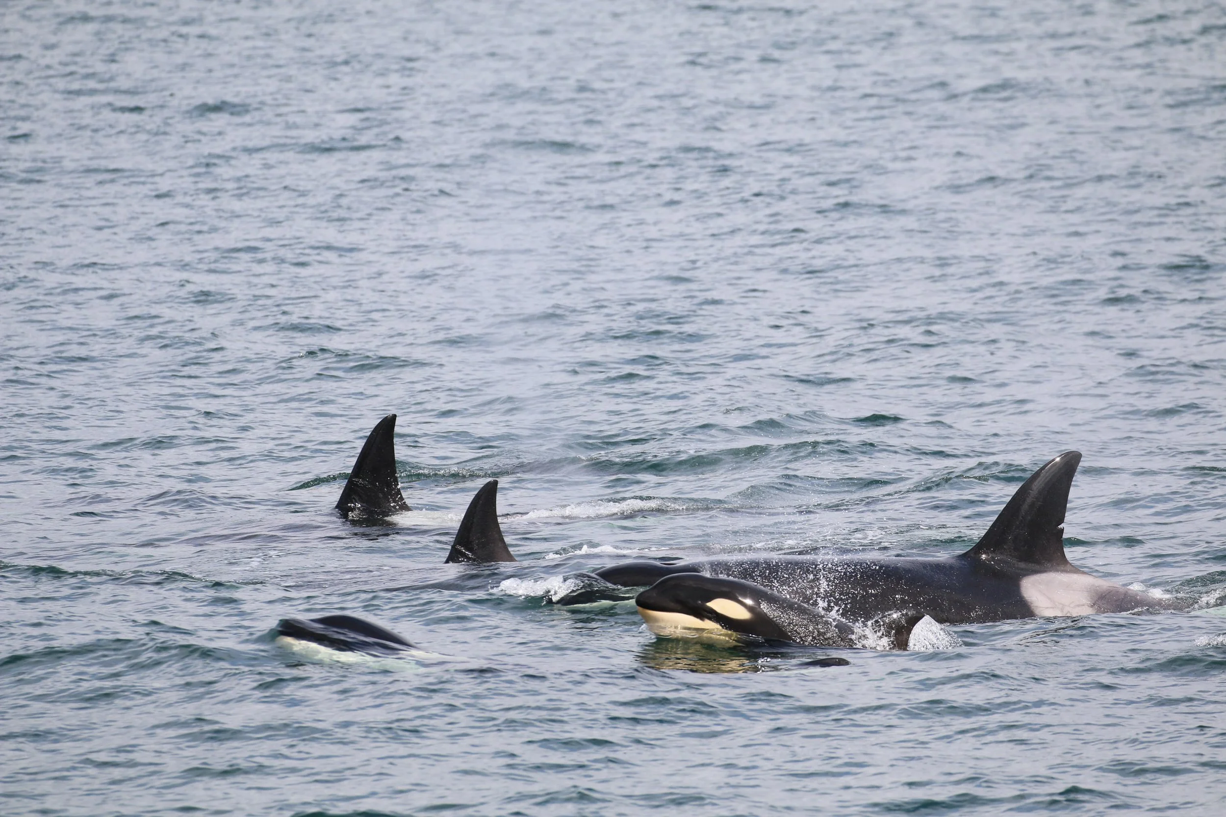 Orca whales surfacing in the ocean, with their dorsal fins visible above the water.