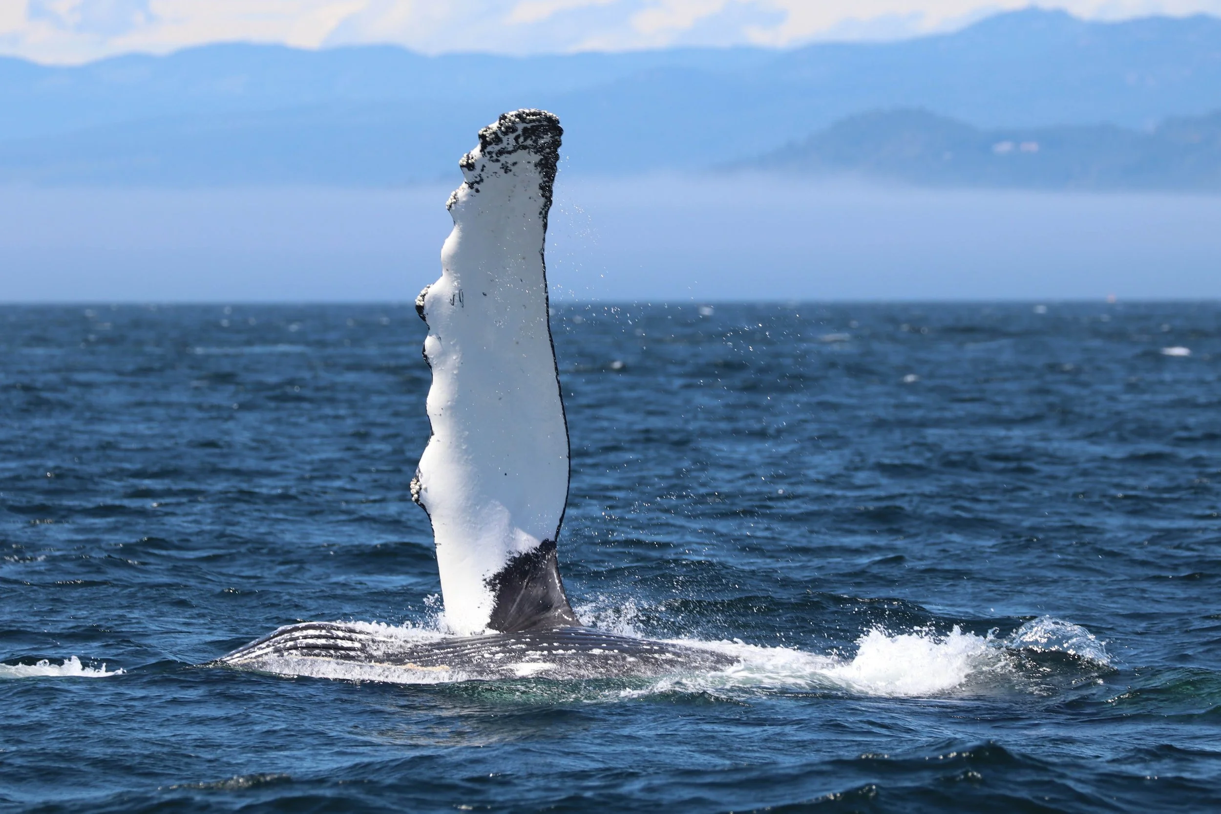 A whale's tail emerging from the ocean with water splashing around it, with distant mountains and a cloudy sky in the background.