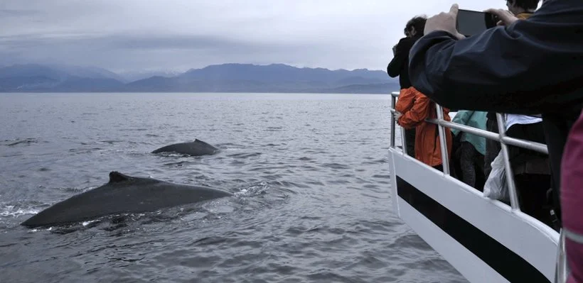 Tourists on boat observing and photographing whales in the ocean.