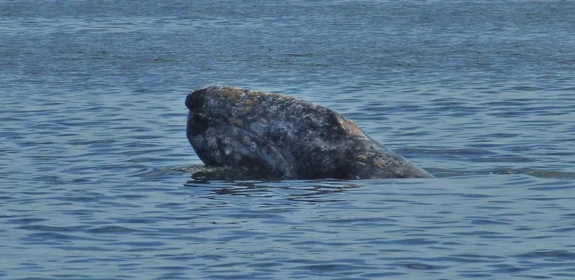 A whale's head emerging from the water in the ocean.