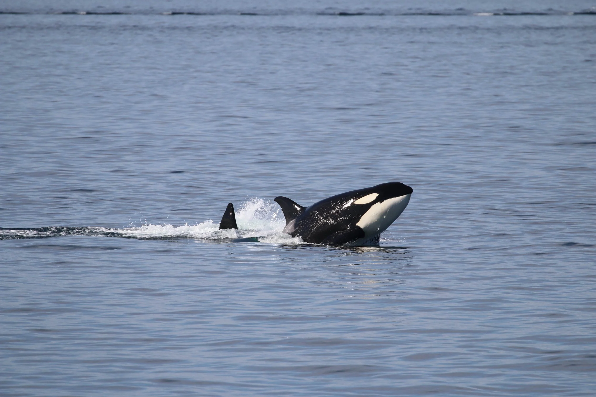 Orca whale breaching out of the water, with water splashing around.