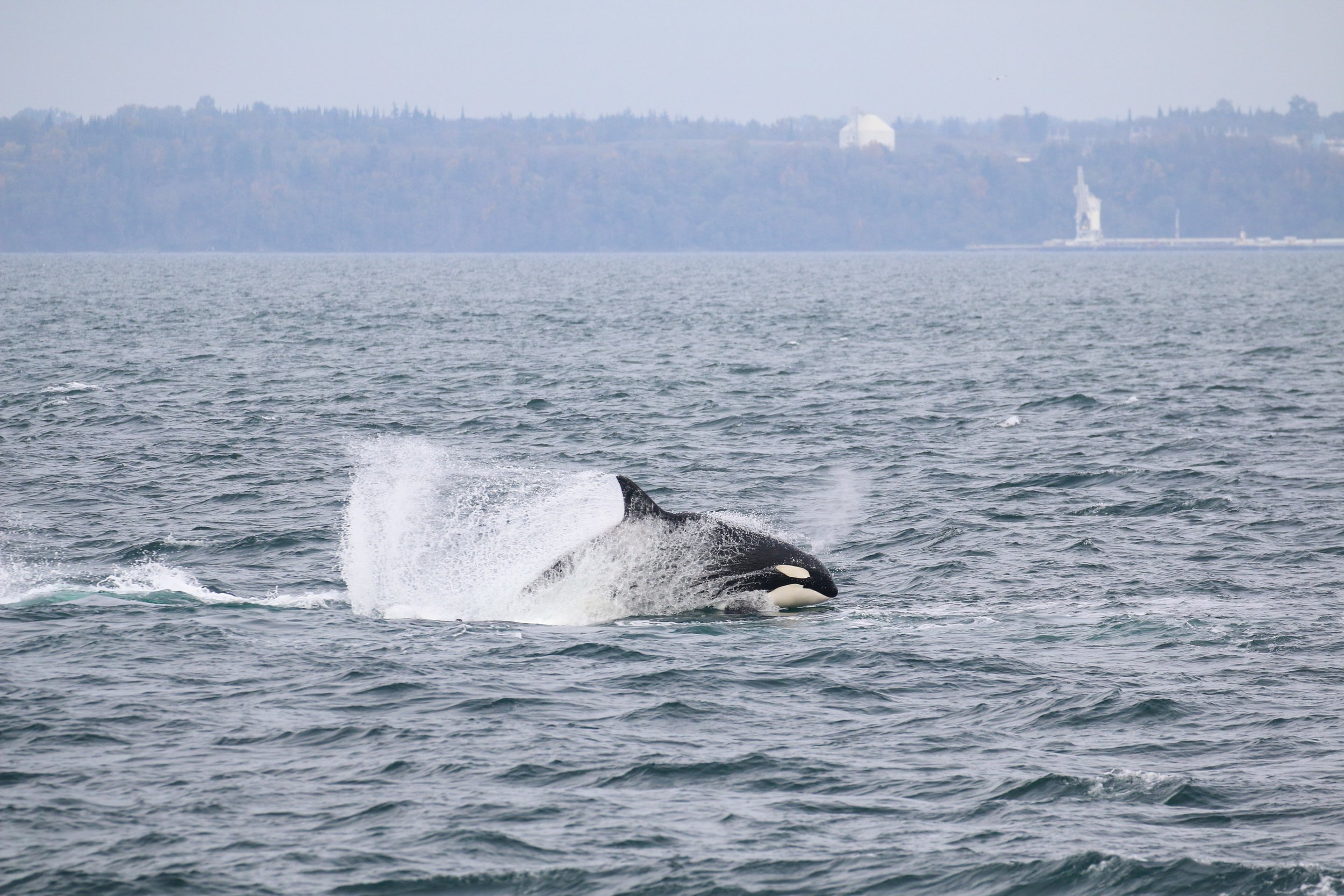 A whale's tail fin emerging from the ocean near shore, with a city skyline and Statue of Liberty in the background.