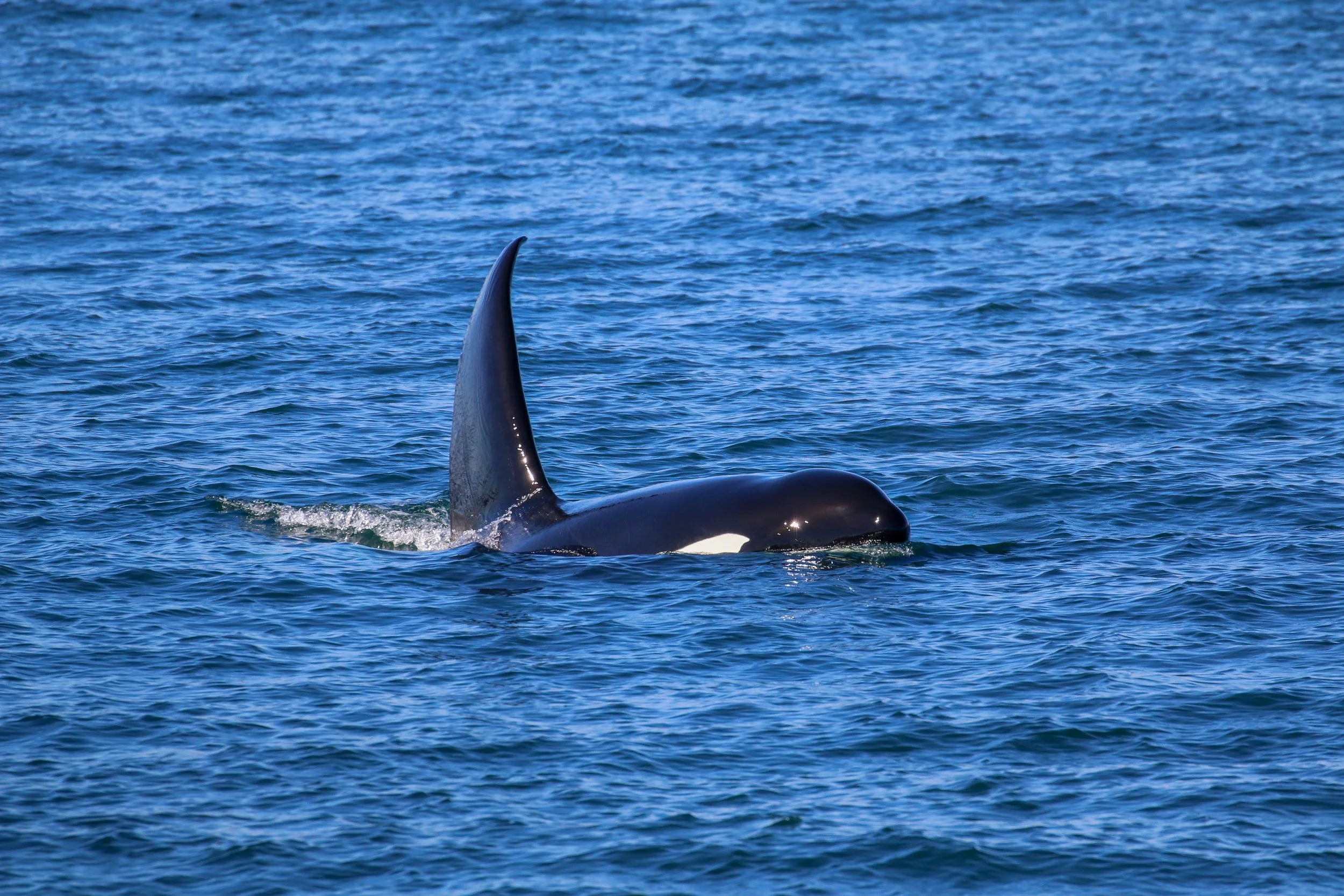 A whale's dorsal fin and part of its body are visible above the water surface in the ocean.