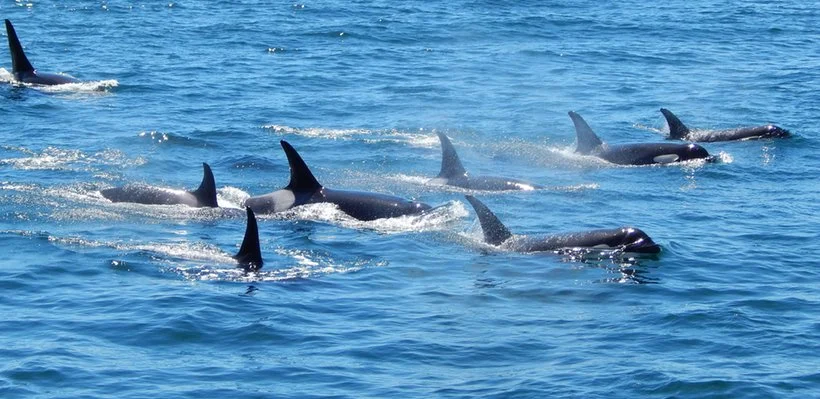 A pod of orcas (killer whales) swimming in the ocean.