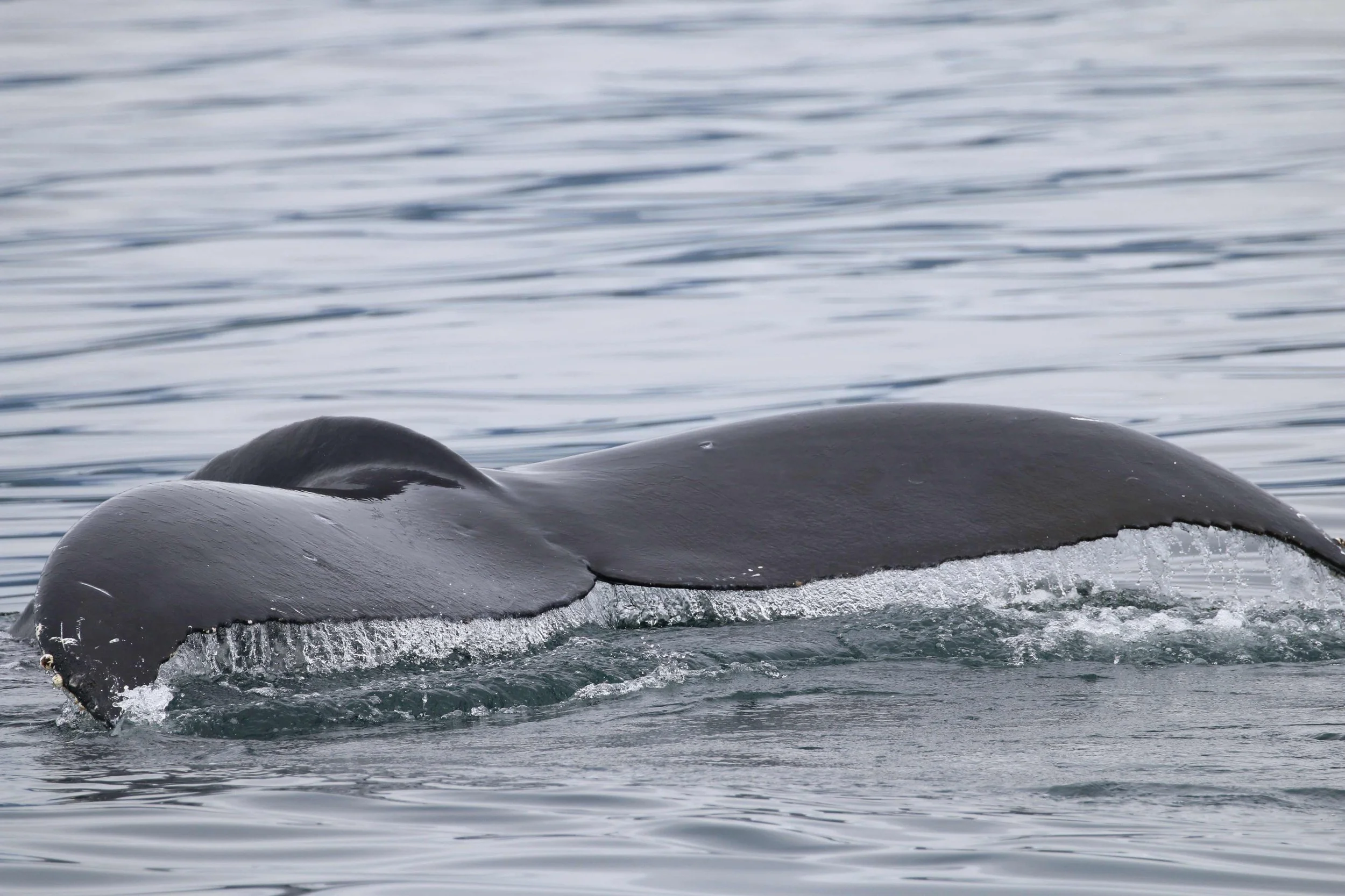 A whale surfacing in the ocean with water cascading off its body.