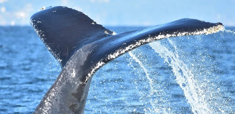 A whale's tail sticking out of the ocean water, splashing as it dives.