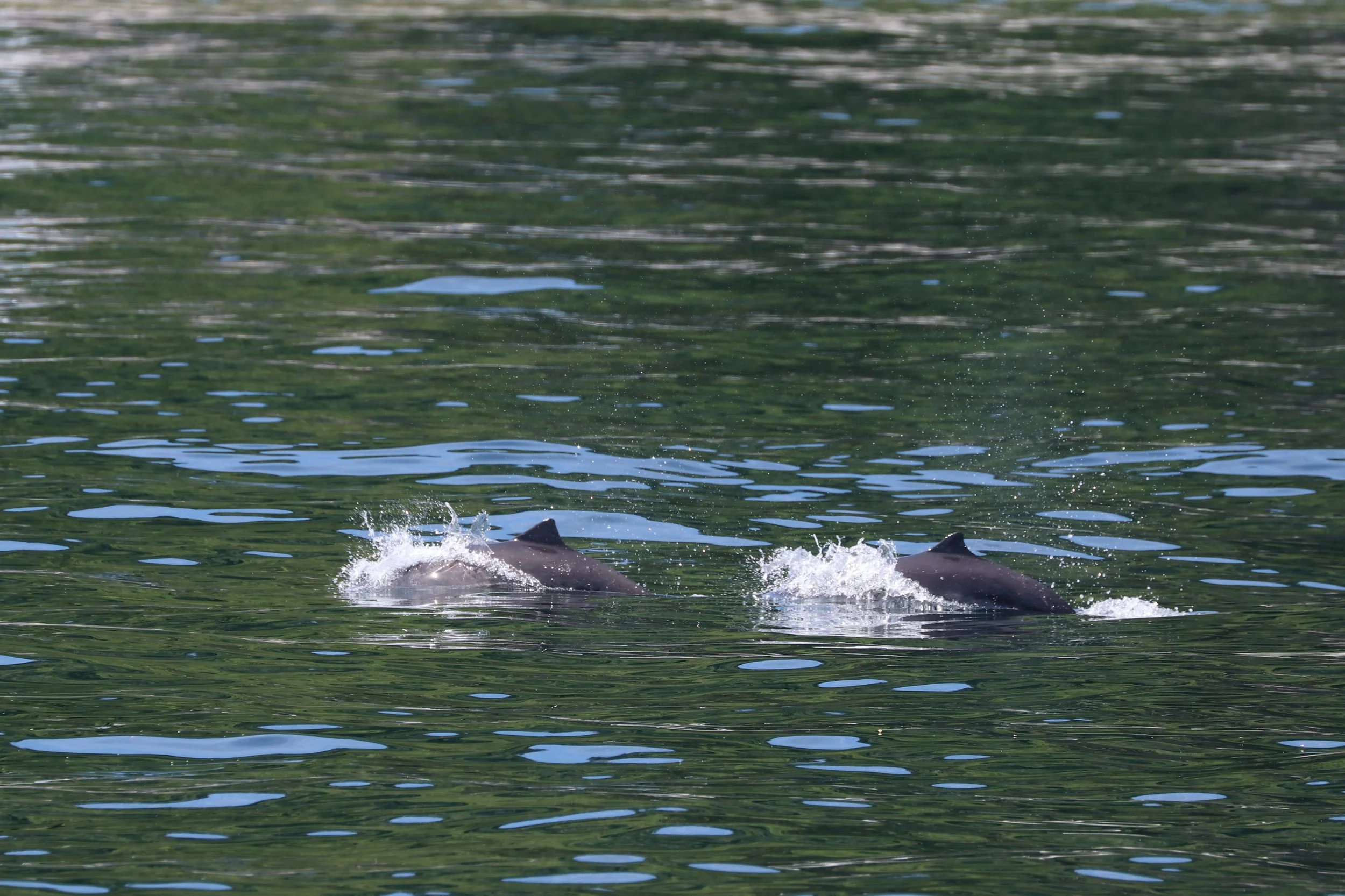 Dorsal fins and back of sharks swimming in water with ripples and reflections.