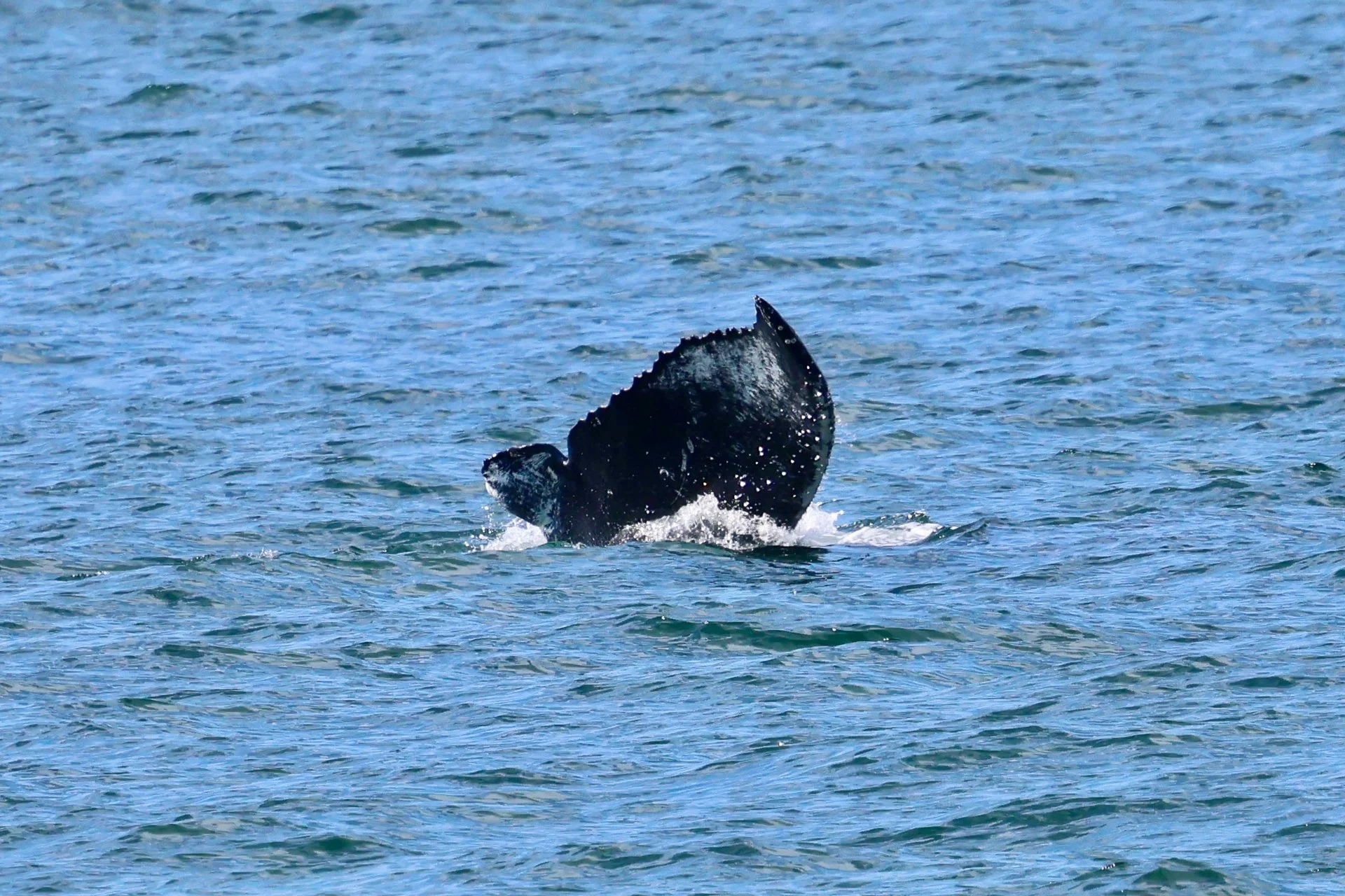 "Schooner" The Remarkable Whale With a Partial Tail