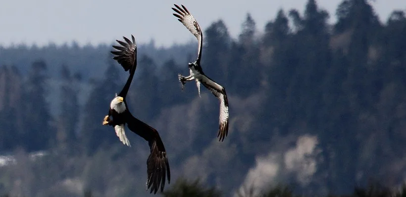 Two bald eagles fighting in mid-air against a background of trees and cloudy sky.