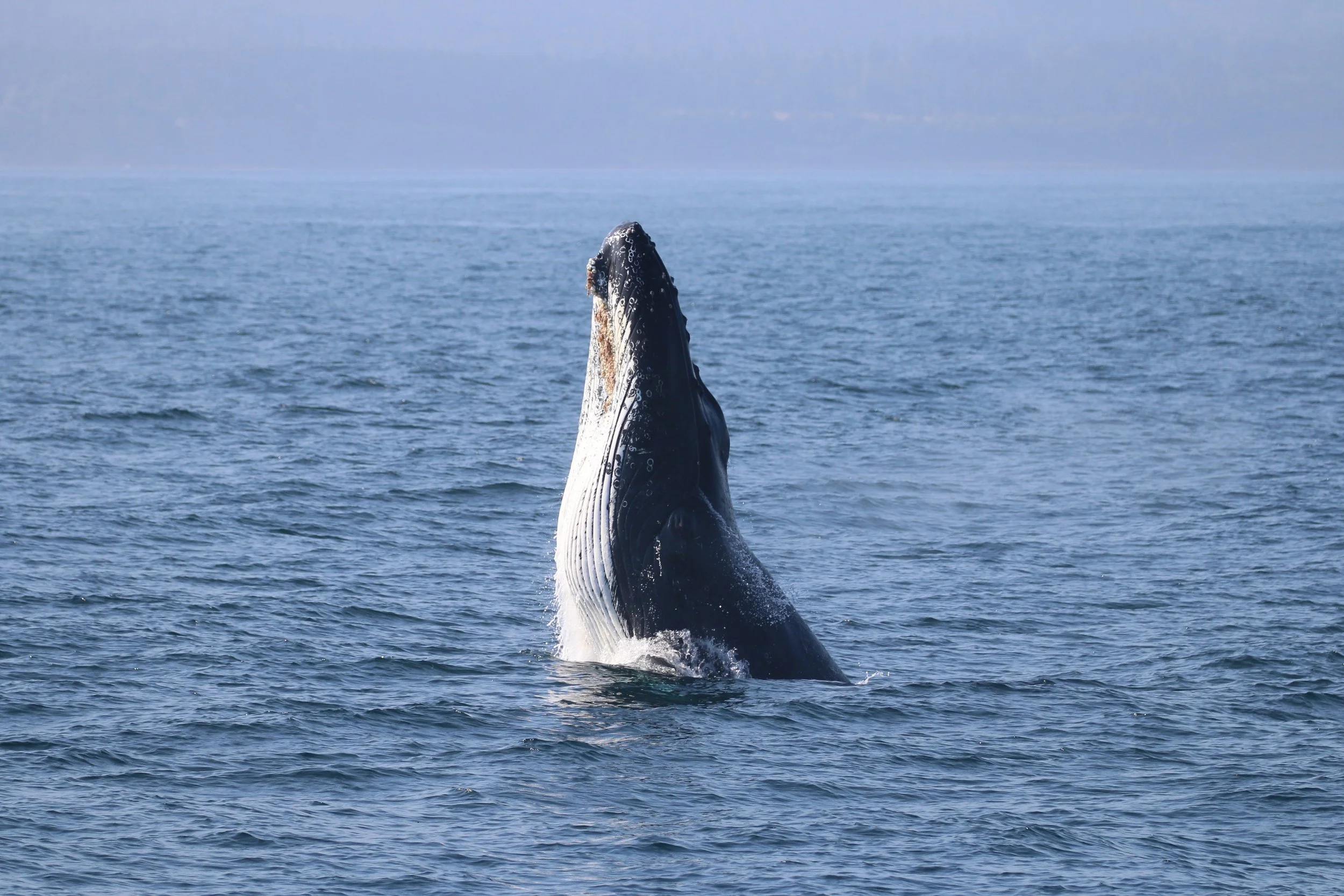 A humpback whale breaching the ocean surface with part of its body and head visible above the water, with the open sea and sky in the background.