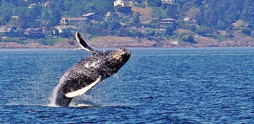A whale breaching the ocean surface with a coastal town and hills in the background.