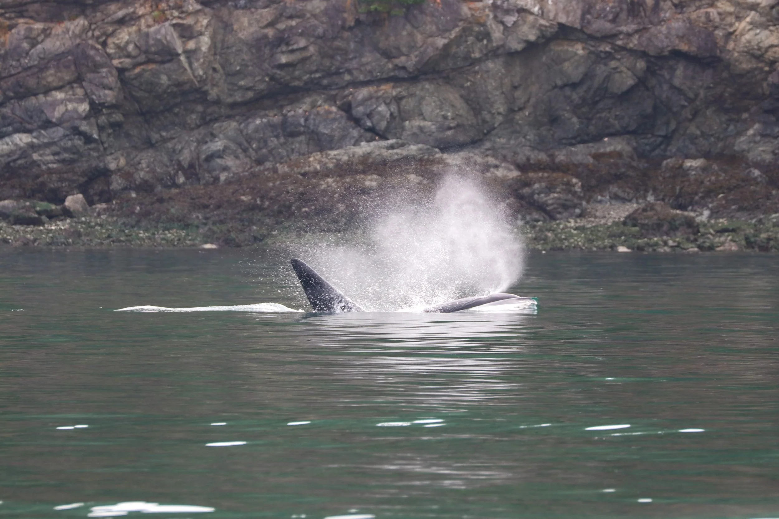 A whale's tail emerging from the water near a rocky shoreline.