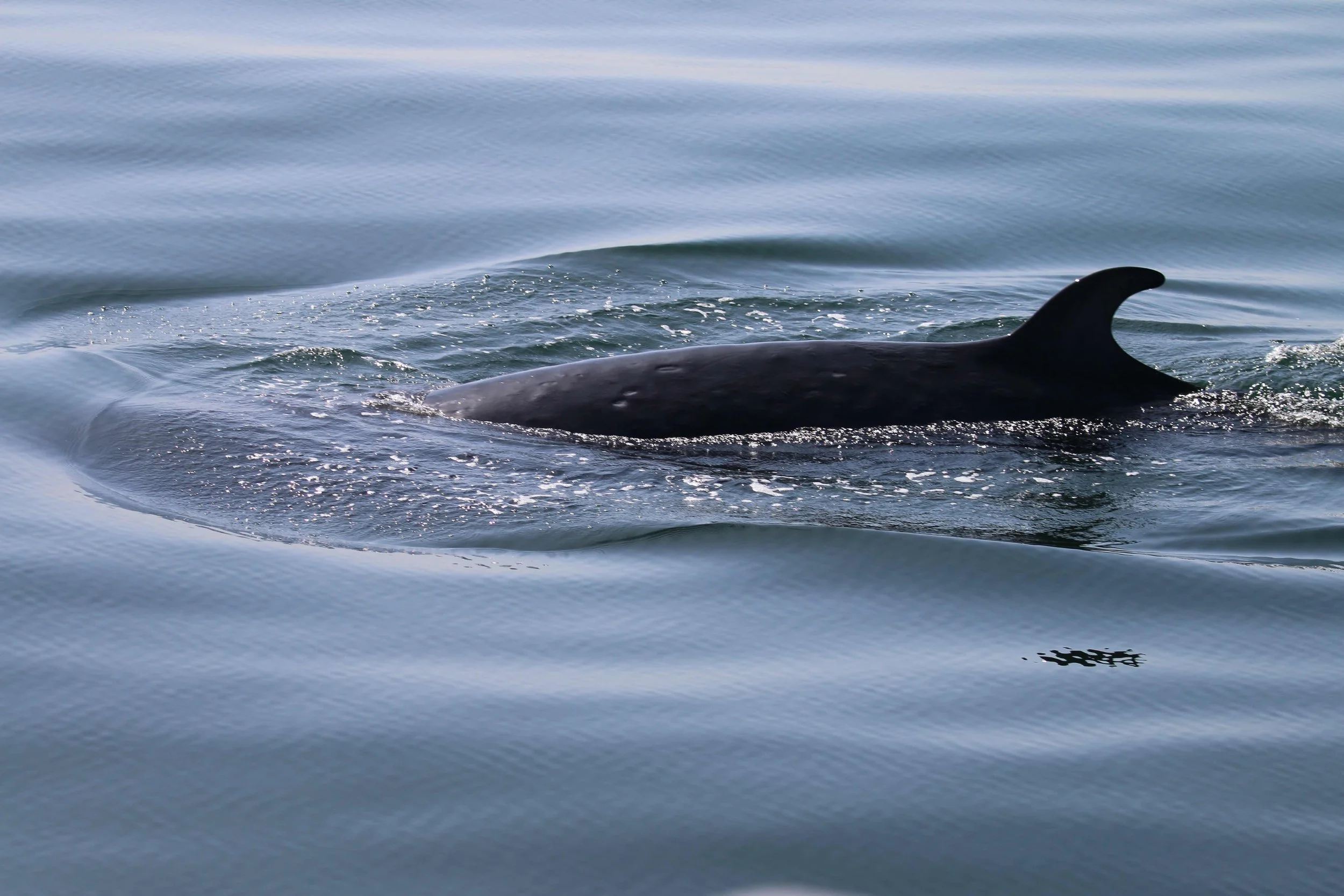 Side view of a minke whale swimming in the ocean with its dorsal fin above the water.