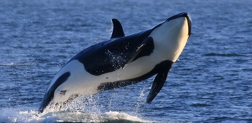 A killer whale (orca) breaching out of the water.