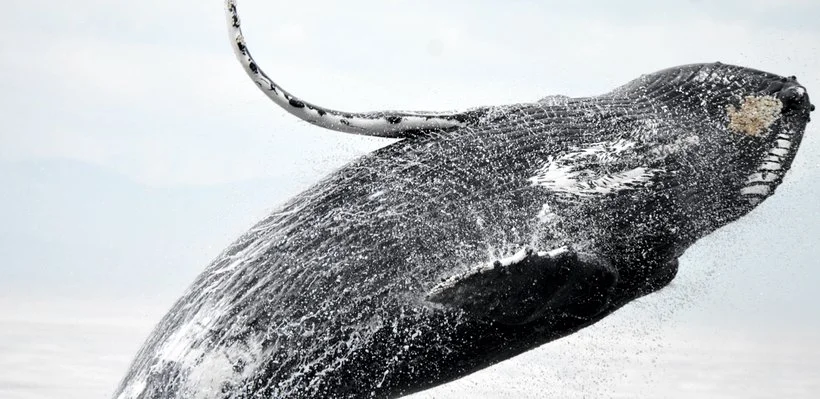 A large whale breaching above the water's surface.
