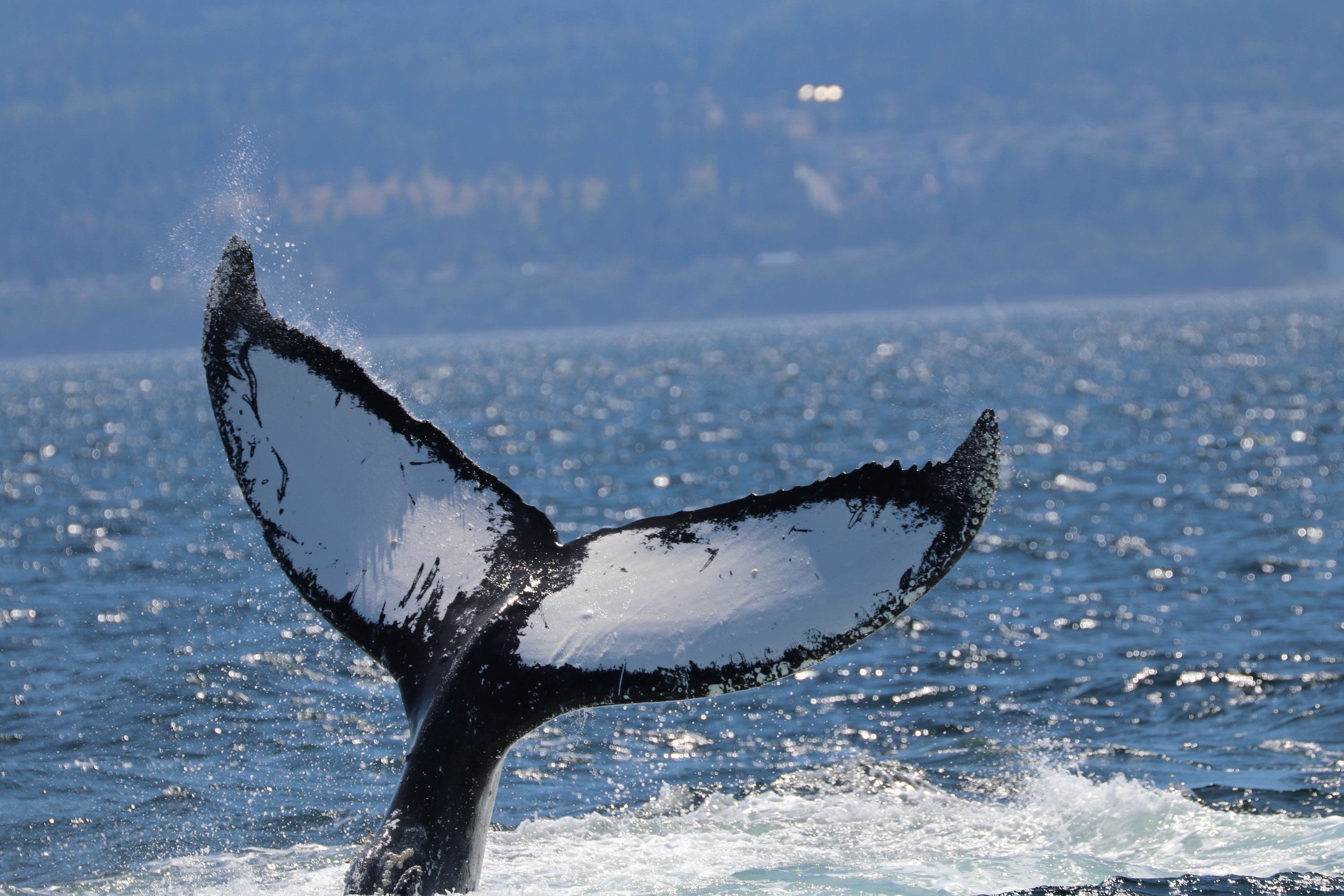 The image shows the tail of a whale, likely a humpback, breaching the surface of the water with water splashing around it, set against a background of a calm, sparkling sea and distant landmasses or islands.