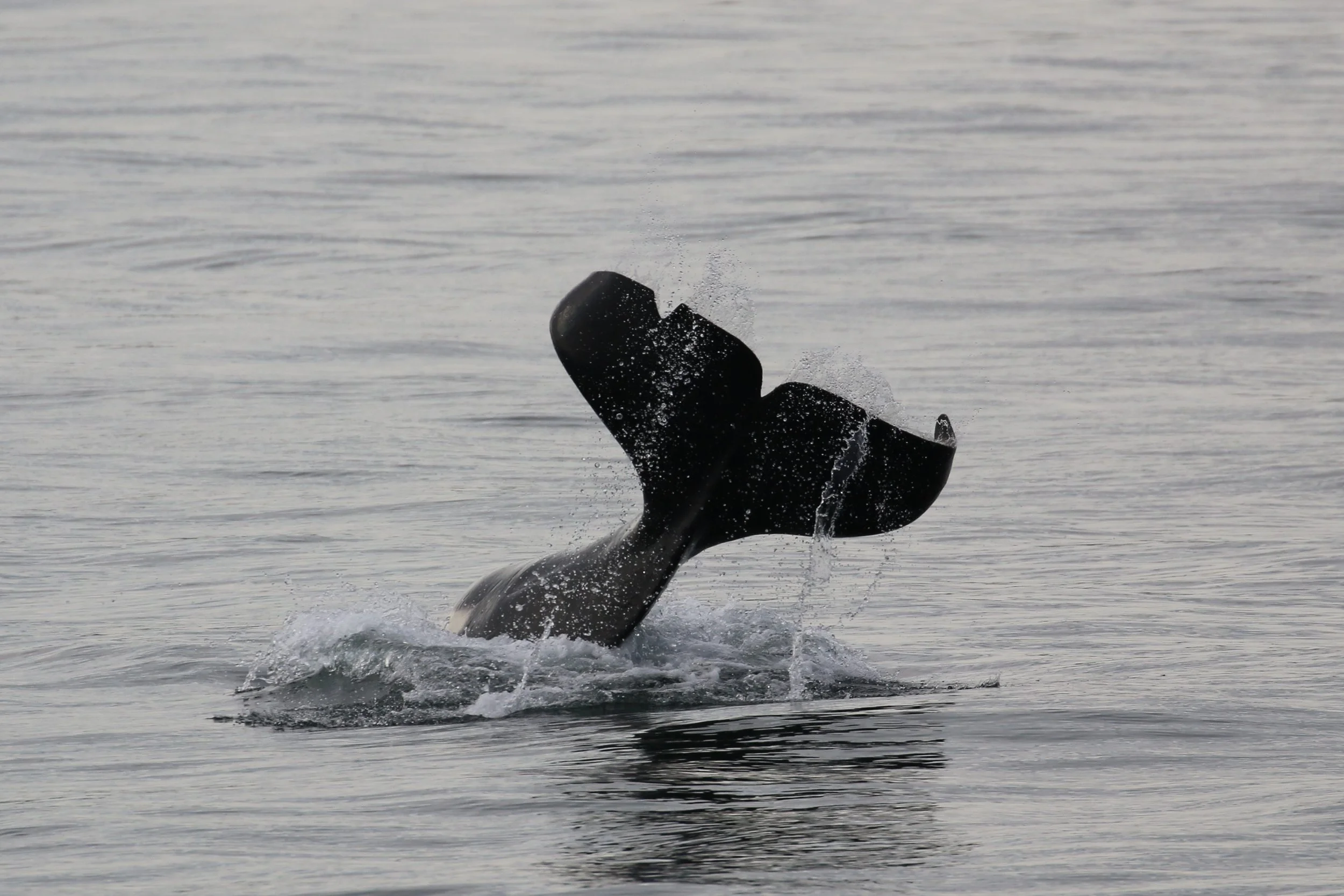 A whale's fin emerging from the ocean with water splashing around it.